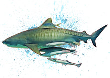 Load image into Gallery viewer, Tiger Shark
